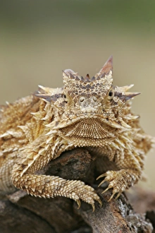 Rest Prints: USA, Texas, Linn, Cozad Ranch. Horned lizard or toad rests on tree stump