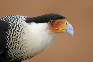 Art Morris Prints: USA, Texas, Linn, Cozad Ranch. Portrait of crested caracara head against red dirt