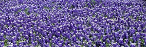 USA, Texas, Llano. Bluebonnets, the Texas state flower, carpet the Llano area of Texas