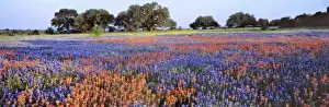 State Flower Prints: USA, Texas, Llano. Bluebonnets and redbonnets color the hill country near Llano, Texas