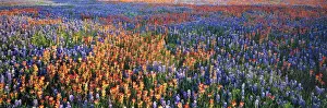 Vast Prints: USA, Texas, Llano. A colorful pattern is created by bluebonnets and redbonnets in