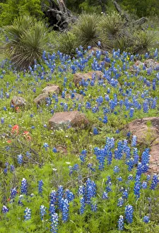 USA, Texas, Llano County. Field with bluebonnets and rocks