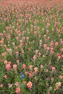 Images Dated 2021 July: USA, Texas, Llano County. Field of Indian paintbrush wildflowers