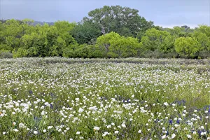 Images Dated 2021 July: USA, Texas, Llano County. Field with white prickly poppies and oak trees