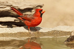 Passeriformes Prints: USA, Texas, Lower Rio Grande Valley, McAllen, Northern Cardinal (Cardinalis cardinalis)