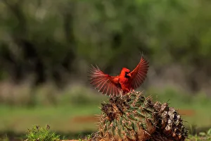Thorn Prints: USA, Texas. Male cardinal bird landing on cactus