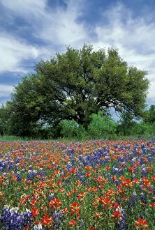 USA, Texas, Marble Falls Paintbrush and bluebonnets and live oak tree, Texas Hill Country