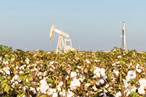 Images Dated 12th October 2015: USA, Texas. Martin County, Pumpjack on cotton field