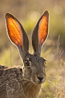 Vein Prints: USA, Texas, Maverick County. Close-up of black-tailed jackrabbit