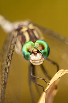 Images Dated 5th December 2020: USA, Texas, McMullen County. Close-up of dragonfly