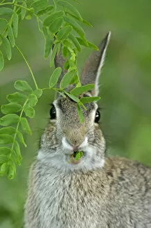 Images Dated 11th April 2008: USA, Texas, McMullen County. Eastern cottontail rabbit eating new mesquite leaves
