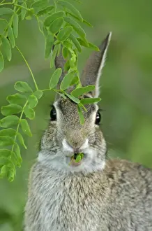 Rabbit Prints: USA, Texas, McMullen County. Eastern cottontail rabbit eating new mesquite leaves