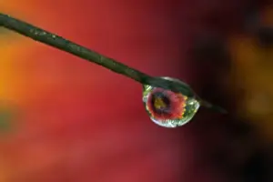 Dew Drop Prints: USA, Texas, McMullen County. Indian blanket reflected in water drop on prickly pear cactus spine