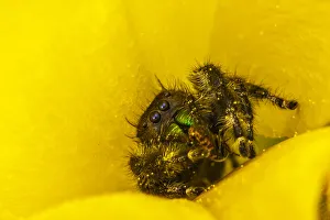 Images Dated 5th December 2020: USA, Texas, McMullen County. Jumping spider inside prickly pear cactus blossom
