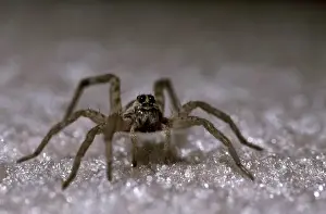 Pest Prints: USA, Texas, Mesquite, Giant Wolf Spider (Hogna carolinensis) in house