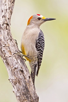 Images Dated 12th March 2011: USA, Texas, Mission, Martin-Javelina Ranch. Male golden-fronted woodpecker on branch
