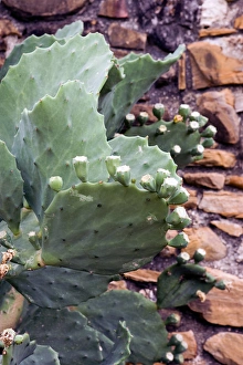 Images Dated 8th June 2005: USA, Texas, Mission San Juan Capistrano founded in 1731 near San Antonio