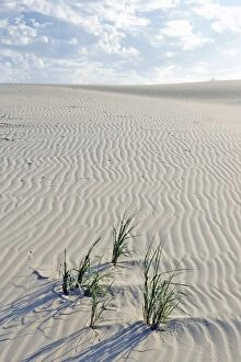 U.S.A. Texas. Monahans Sandhills State Park in the Big Bend area of Texas, situated