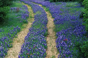 Images Dated 2003 November: USA, Texas, near Marble Falls, Tracks in blue bonnets