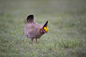 Mating Prints: USA, Texas, Panhandle, Canadian. Male lesser prairie chicken struts and displays at a lek