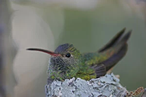 USA, Texas, Raymondville. Detail of buff-bellied hummingbird sitting on nest atop a cactus plant