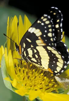 USA, Texas, Rio Grande Valley Border patch butterfly receiving nectar from cowpen