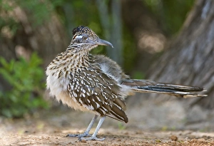 USA, Texas, Rio Grande Valley. Close-up of adult greater roadrunner bird. Credit as