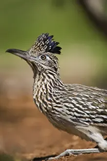 Images Dated 30th April 2010: USA, Texas, Rio Grande Valley. Close-up of adult greater roadrunner bird