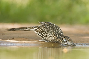 Images Dated 2nd June 2010: USA, Texas, Rio Grande Valley. Close-up of adult greater roadrunner bird drinking at a pond