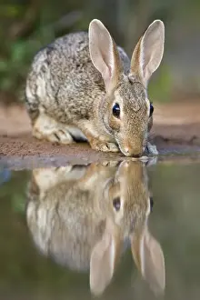 USA, Texas, Rio Grande Valley. Close-up of desert cottontail rabbit drinking at a small pond