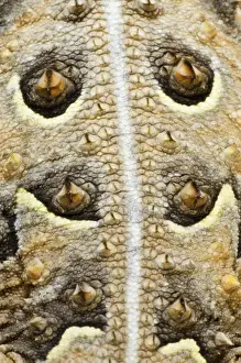 Back Prints: USA, Texas, Rio Grande Valley. Close-up of back of horned lizard. Credit as: Dave