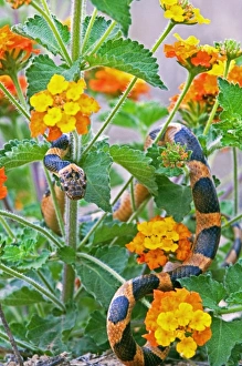 Images Dated 16th March 2006: USA, Texas, Rio Grande Valley, Edinburgh. Northern cat-eyed snake crawling in lantana