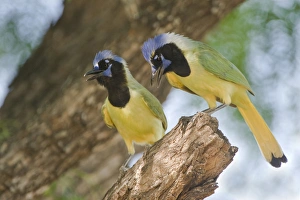 Dave Welling Prints: USA, Texas, Rio Grande Valley. Mated pair of green jays perched in a tree. Credit as