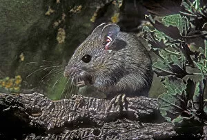 USA, Texas, Rio Grande Valley, McAllen. Close-up of wild deer mouse eating on log