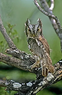 USA, Texas, Rio Grande Valley, McAllen. Eastern screech owl perched in lichen-covered mesquite tree