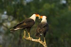 Images Dated 13th May 2007: USA, Texas, Rio Grande Valley, Starr County. Crested caracara pair on dead snag