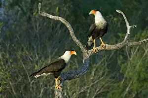 Images Dated 13th May 2007: USA, Texas, Rio Grande Valley, Starr County. Crested caracara pair on dead snag