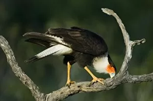 Images Dated 13th May 2007: USA, Texas, Rio Grande Valley, Starr County. Crested caracara cleaning bill on tree limb