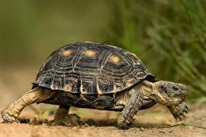 Dave Welling Prints: USA, Texas, Rio Grande Valley. Texas tortoise walking
