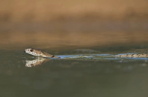 Images Dated 1st May 2010: USA, Texas, Rio Grande Valley. Western coachwhip snake swims in a small pond. Credit as