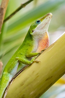 Texas Prints: USA, Texas, Sabal Palm Sanctuary. Male green anole on plant