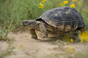 Tortoise Prints: USA, Texas, Santa Ana National Wildlife Refuge. Texas tortoise walking