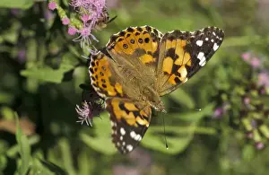 Painted Lady Prints: USA, Texas, Santa Ana NWR Painted Lady on blue mist (Vanessa cardui)