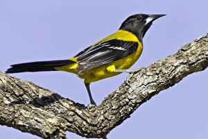 Images Dated 11th March 2011: USA, Texas, Santa Clara Ranch. Audubon oriole on limb