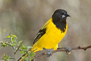 Dave Welling Prints: USA, Texas, Santa Clara Ranch. Close-up of Audubons oriole perched on limb. Credit as