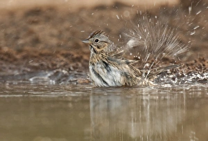 Bathing Prints: USA, Texas, Santa Clara Ranch. Close-up of Lincolns sparrow bathing in a small waterhole