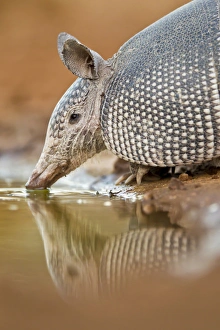 Images Dated 11th March 2011: USA, Texas, Santa Clara Ranch. Close-up of nine-banded armadillo drinking. Credit as