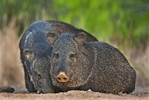 Dave Welling Prints: USA, Texas, Santa Clara Ranch. Close-up of two wild javelinas