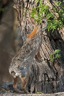 Stretching Prints: USA, Texas, Santa Clara Ranch. Desert cottontail rabbit eating plant