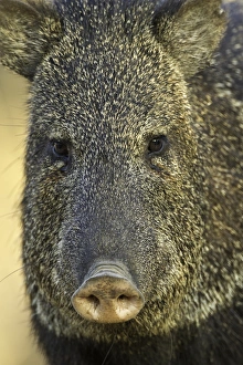 USA, Texas, Santa Clara Ranch. Frontal view of collard peccary